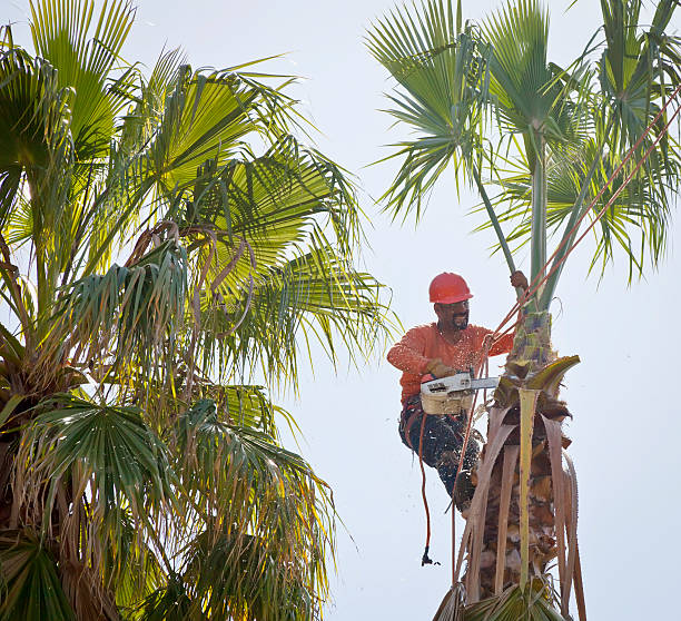 Best Tree Stump Removal  in Fort Smith, AR